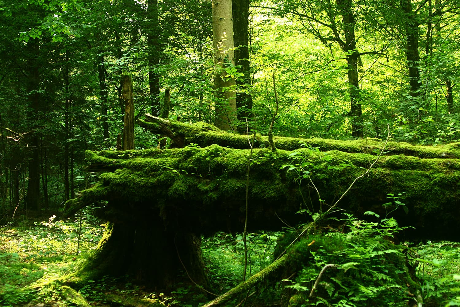Białowieża, forêt des derniers bisons