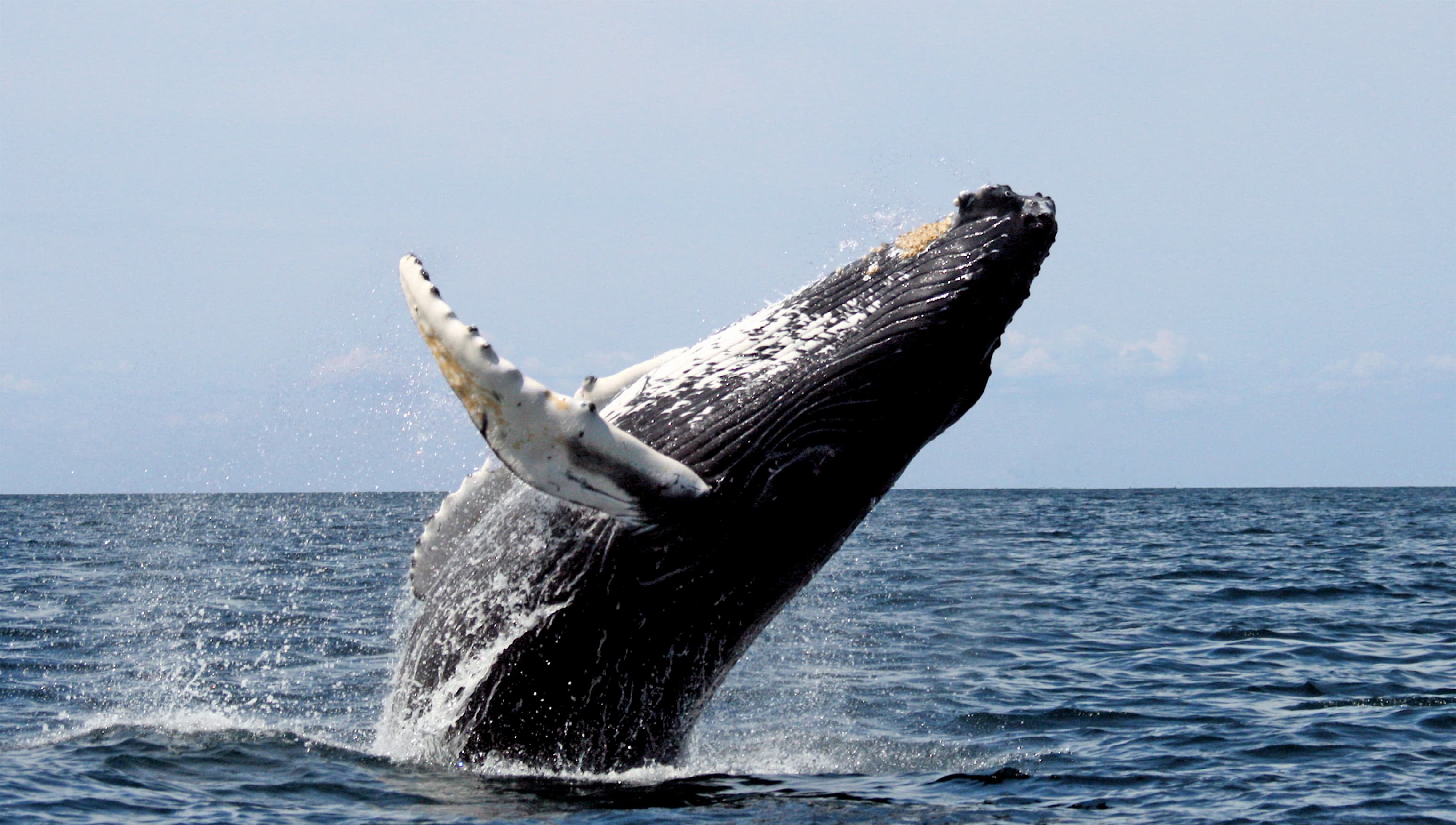 Les baleines à bosse de Tonga