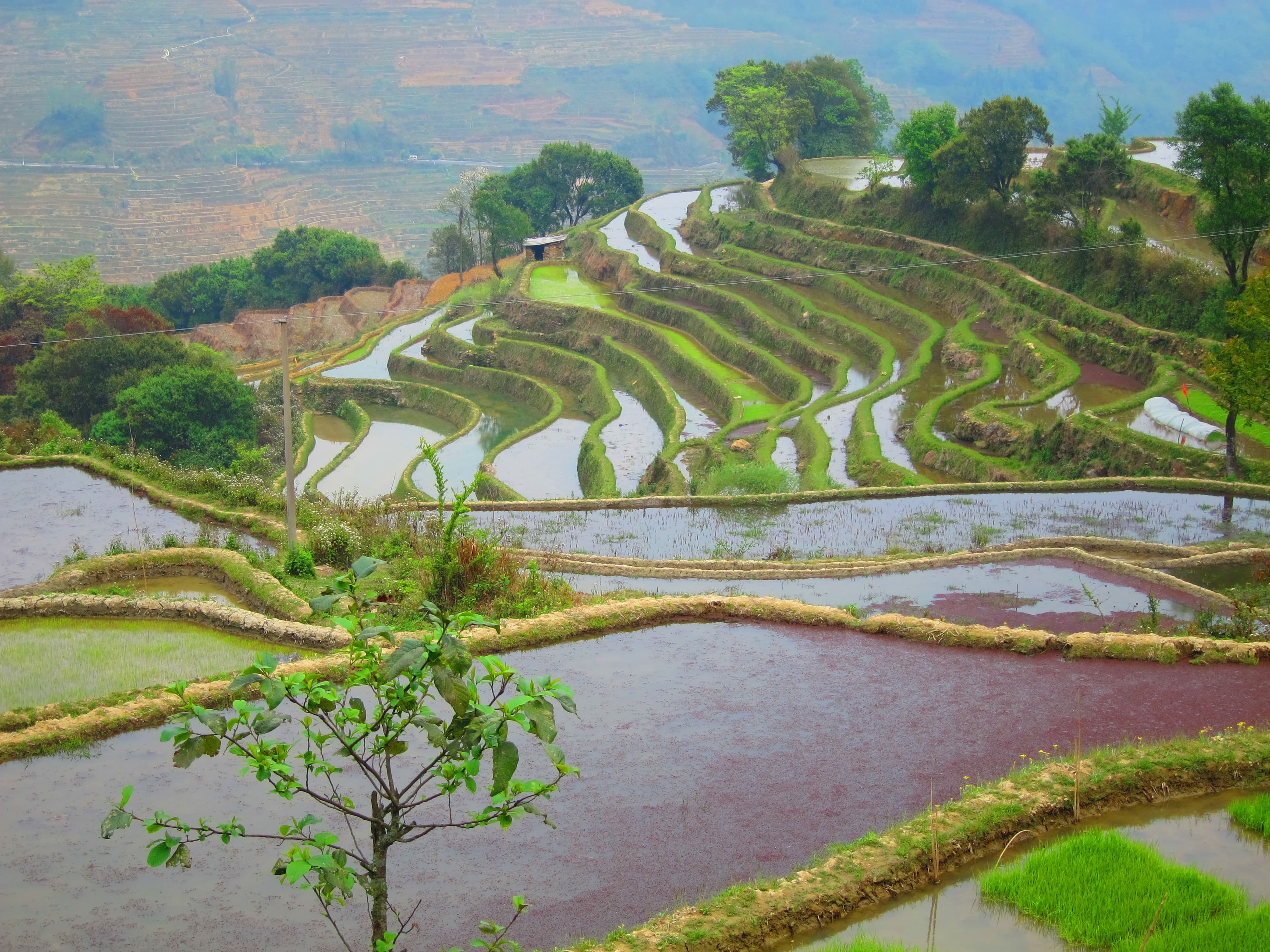 Les rizières en terrasses de Banaue